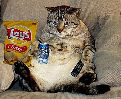 A fiery spirit of whimsicality burns through the scene, as a chubby cat—like a miniature phoenix rising from the ashes of daily stress—lazes on a couch. In its paws, it cradles the twin flames of leisure: a can of beer and a remote control. Nearby lies an overturned bag of potato chips, creating an ambiance akin to the creative sparks found in innovative small business marketing strategies that dare to blaze their own trail.